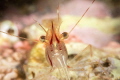   Rockpool shrimp posing  